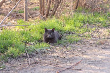 Bahçedeki gri kedi.