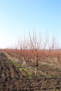Baharda elma ağacı