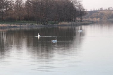 Beyaz kuğular gölde.