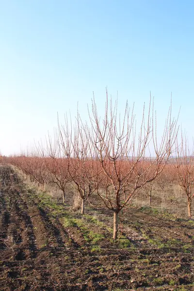 Baharda elma ağacı