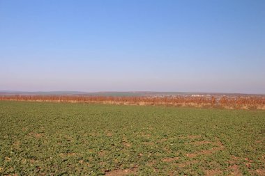 Buğday tarlası ve mavi gökyüzü olan güzel bir manzara.