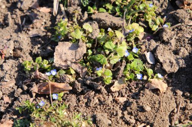 Yeşil yosun arka planında bahar çiçeği
