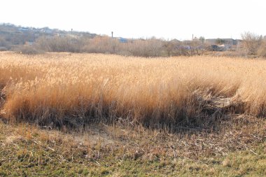 tarladaki kuru otlar