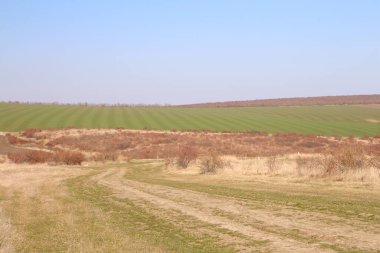 yeşil çimenli ve mavi gökyüzlü bahar tarlası