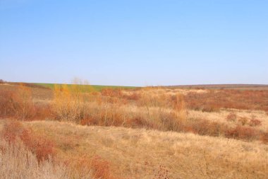 Sonbahar tarlası Mavi gökyüzü ve ağaçlarla