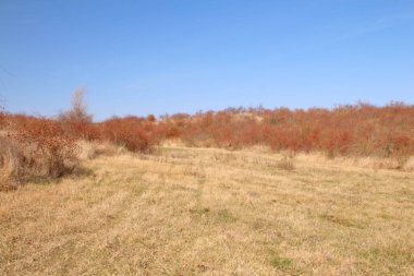 Parkta sonbahar ağaçları