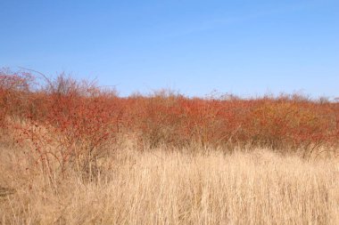 Ağaçlar ve otlarla dolu güzel sonbahar manzarası