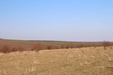 İlkbahar manzarası Ağaçlar ve mavi gökyüzü