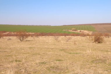 Kuru çimenler ve mavi gökyüzü