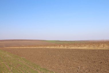 yeşil bitkiler ile alan