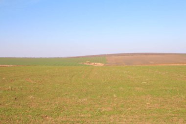 Yeşil alan ve ağaçlar peyzaj