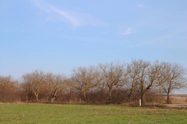 bahar tarlası, ağaçlar ve gökyüzü