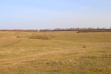 Ağaçlarla ve mavi gökyüzüyle manzara