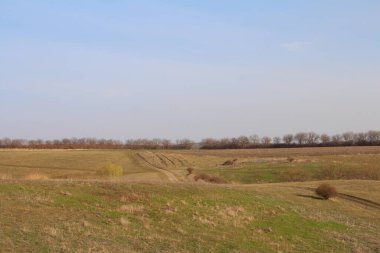 Ağaç tarlası olan bir manzara