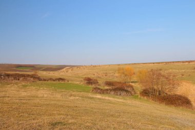 bir buğday tarlası ile manzara