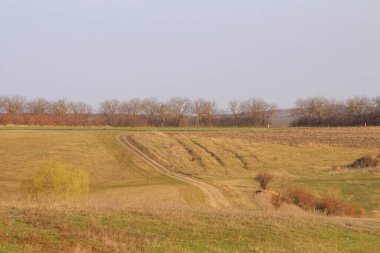 Kırsal alan, tarla, ağaçlar, mavi gökyüzü.