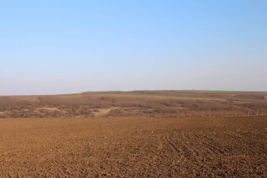Bahar buğdayı tarlası. tarım alanı