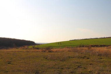 Ağaçlı yeşil tarla ve mavi gökyüzü, bahar mevsimi