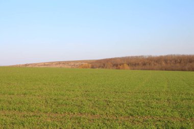 Mavi gökyüzü ile güzel bir yeşil alan