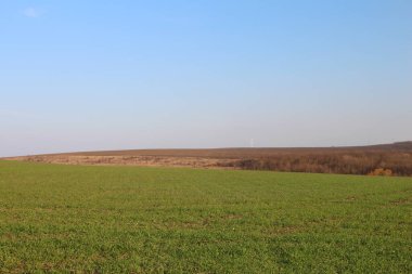 Yeşil çimen ve mavi gökyüzü