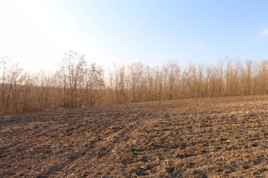 Baharda çimenli bir tarla.