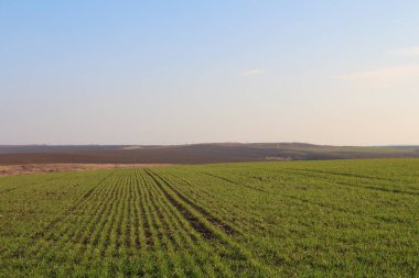 Bahar mevsiminde buğday tarlası