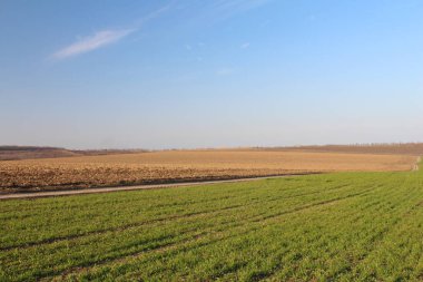 # Güzel bir tarla ve buğday #