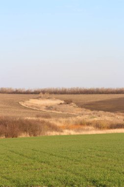 Bir tarlada kuru otlarla kaplı bir arazi..