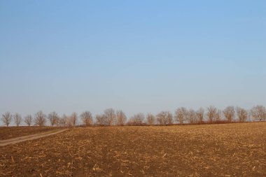 Buğday tarlası olan güzel bir manzara.