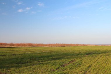 Baharda sınırda buğday tarlası. çimen tarlası.