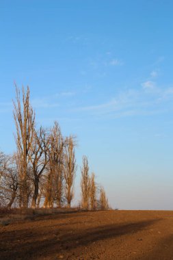 Ormanda bir ağacı olan güzel bir manzara.