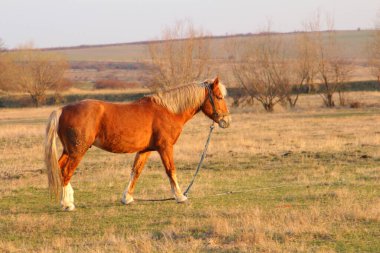 Güzel at çayırda otluyor..