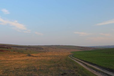 bir buğday tarlası manzarası