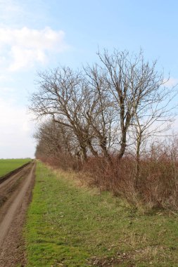 Tarlanın ortasında bir yol.