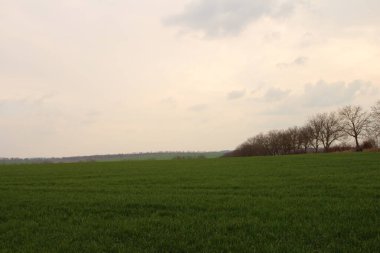 Kırsalda buğday tarlası ve bir ağaç