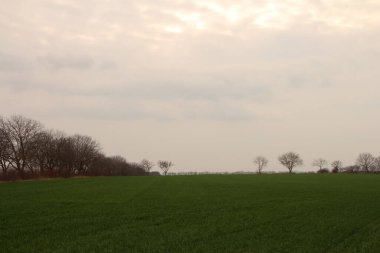 Yeşil ağaçların güzel bir görüntüsü.