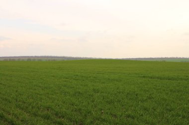 Güzel yeşil pirinç tarlaları