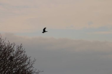 Bulutlu bir gökyüzünde bir martı