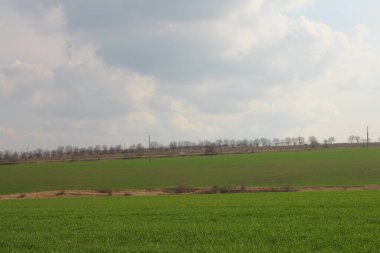 yeşil tarla ve mavi gökyüzü