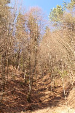 Ormanın güzel manzarası