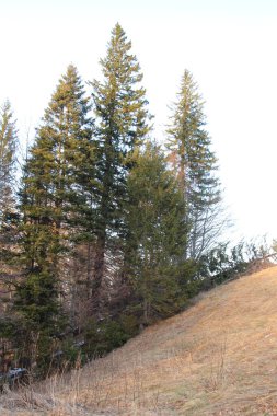 Kar ve ağaçlarla kaplı kış manzarası