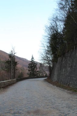 Ormandaki yol, arka plan olarak fotoğraf.