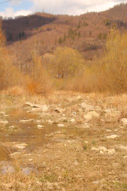 Ormandaki küçük nehir.