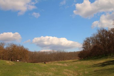 Ormanda bahar manzarası.