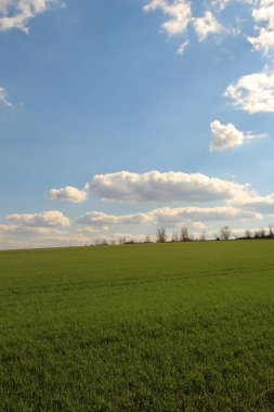 yeşil tarla ve mavi gökyüzü.