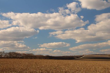Güneşli bir günde mısır tarlası
