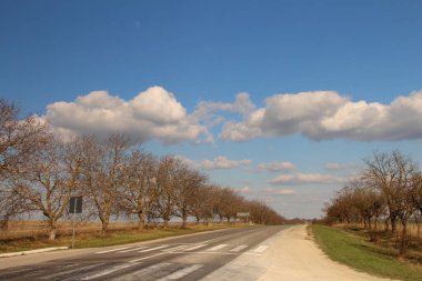 Ortada ağaç olan bir yol.