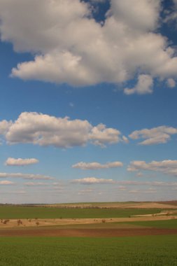 Olgun buğday tarlasına sahip manzara
