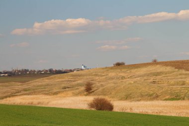 Kırsalda bir buğday tarlası manzarası
