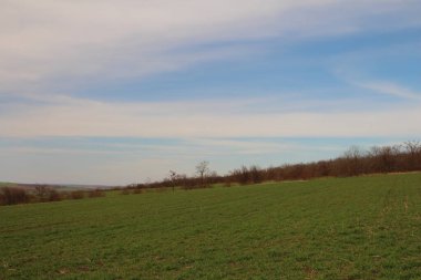 Güzel bir buğday tarlası manzarası